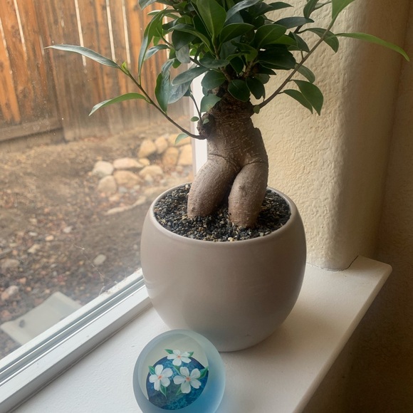 Steven Correia limited edition signed numbered handblo paperweight 1983 - Picture 2 of 6